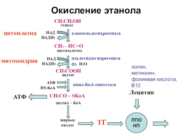 Окисление этанола СН3СН2ОН СН3 – НС=О СН3СOОH СН3СO ~ SKoA