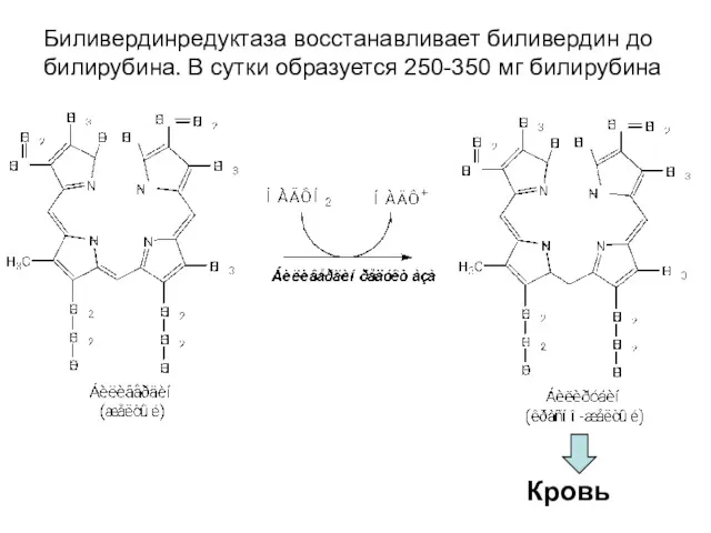 Биливердинредуктаза восстанавливает биливердин до билирубина. В сутки образуется 250-350 мг билирубина Кровь