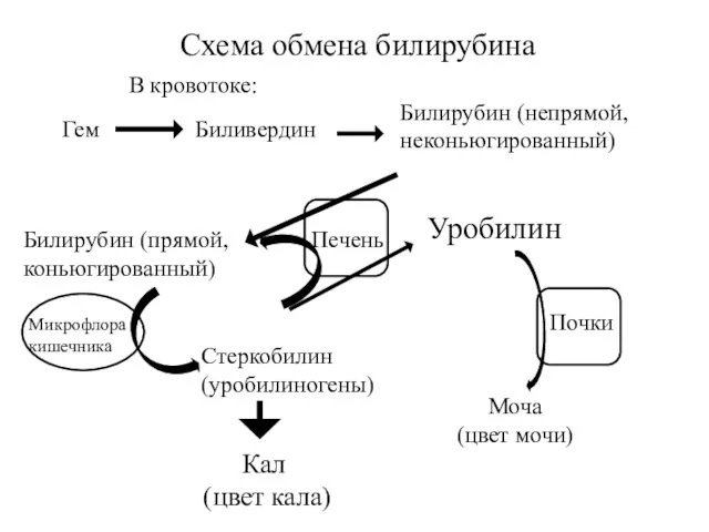 Печень Схема обмена билирубина Билирубин (непрямой, неконьюгированный) Моча (цвет мочи)