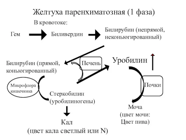 Печень Желтуха паренхиматозная (1 фаза) Билирубин (непрямой, неконьюгированный) Моча (цвет