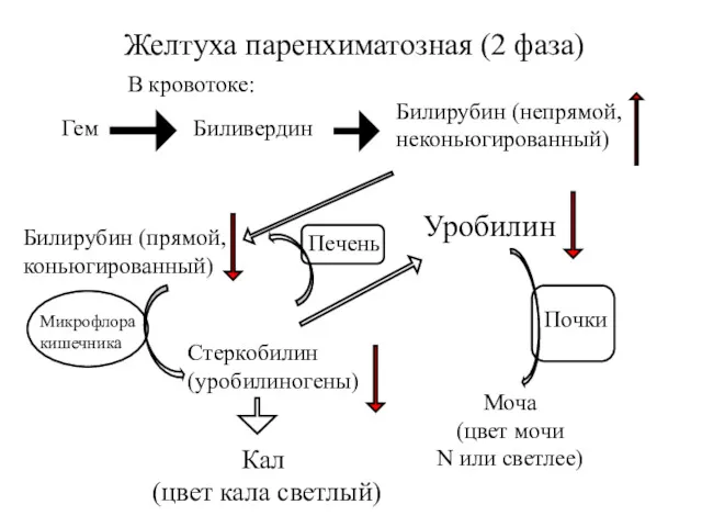 Печень Желтуха паренхиматозная (2 фаза) Билирубин (непрямой, неконьюгированный) Моча (цвет