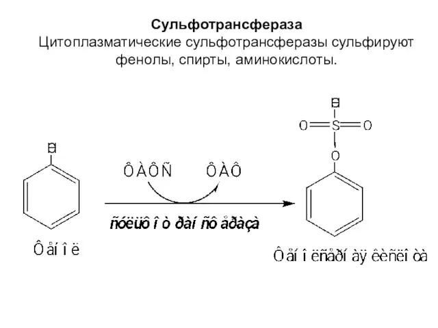 Сульфотрансфераза Цитоплазматические сульфотрансферазы сульфируют фенолы, спирты, аминокислоты.