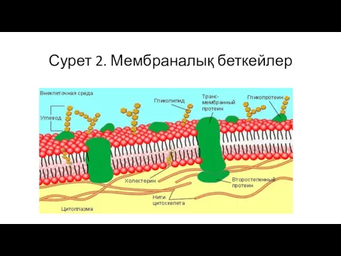 Сурет 2. Мембраналық беткейлер