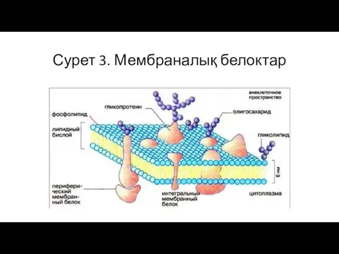 Сурет 3. Мембраналық белоктар