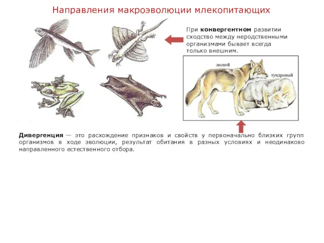 Направления макроэволюции млекопитающих Параллелизм — это эволюционное изменение, результатом которого