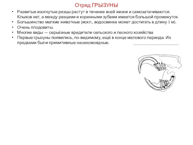 Отряд ГРЫЗУНЫ Развитые изогнутые резцы растут в течение всей жизни