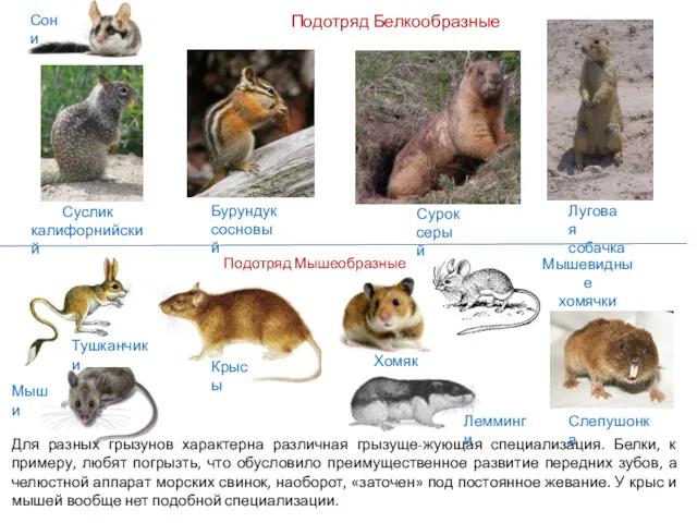 Подотряд Белкообразные Суслик калифорнийский Бурундук сосновый Сурок серый Луговая собачка