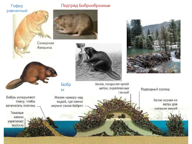 Подтряд Боброобразные Бобры Гофер равнинный Северная Америка