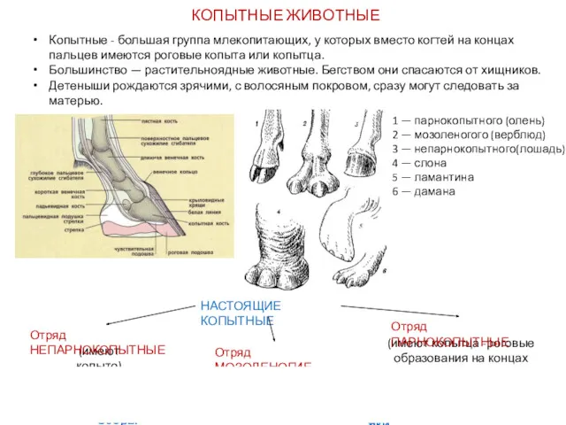 КОПЫТНЫЕ ЖИВОТНЫЕ (имеют копыто) (имеют копытца -роговые образования на концах