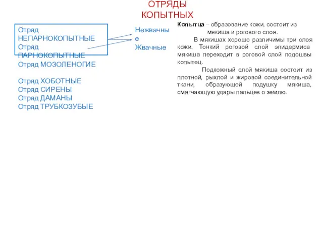 ОТРЯДЫ КОПЫТНЫХ Отряд НЕПАРНОКОПЫТНЫЕ Отряд ПАРНОКОПЫТНЫЕ Отряд МОЗОЛЕНОГИЕ Отряд ХОБОТНЫЕ