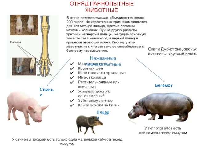 ОТРЯД ПАРНОПЫТНЫЕ ЖИВОТНЫЕ На конечностях свиньи два опорных и два