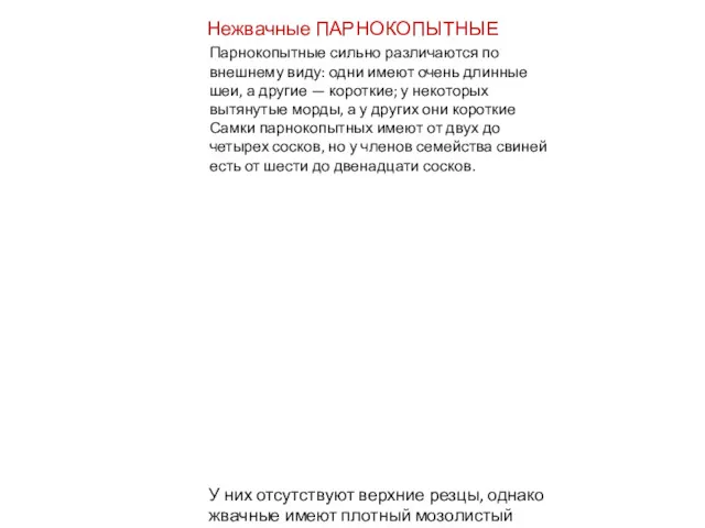 Нежвачные ПАРНОКОПЫТНЫЕ У них отсутствуют верхние резцы, однако жвачные имеют