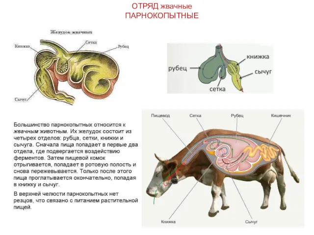 ОТРЯД жвачные ПАРНОКОПЫТНЫЕ