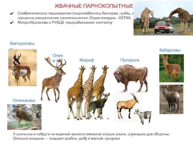 ЖВАЧНЫЕ ПАРНОКОПЫТНЫЕ Симбиотическое пищеварение (эндосимбионты бактерии, грибы, простейшие) участвуют в