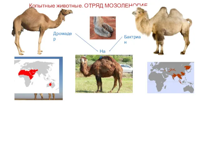 Копытные животные. ОТРЯД МОЗОЛЕНОГИЕ Жвачные животные Дромадер Бактриан Нар 1