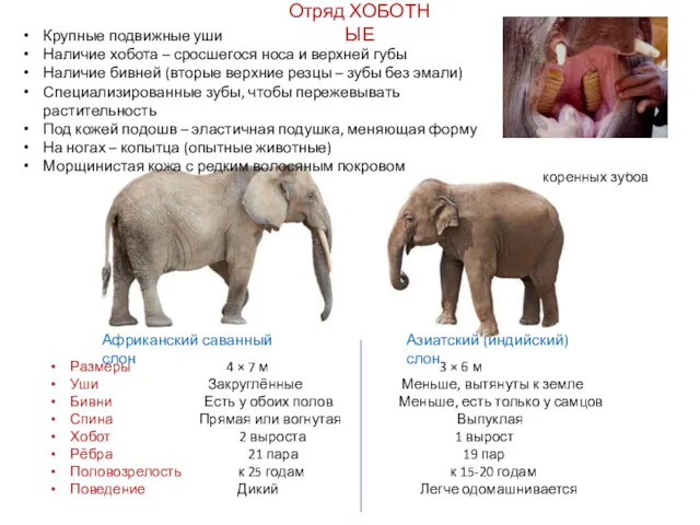 Отряд ХОБОТНЫЕ Африканский саванный слон Крупные подвижные уши Наличие хобота