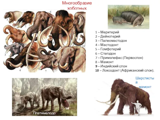 Многообразие хоботных Платимелодон 1 – Меритерий 2 – Дейнотерий 3