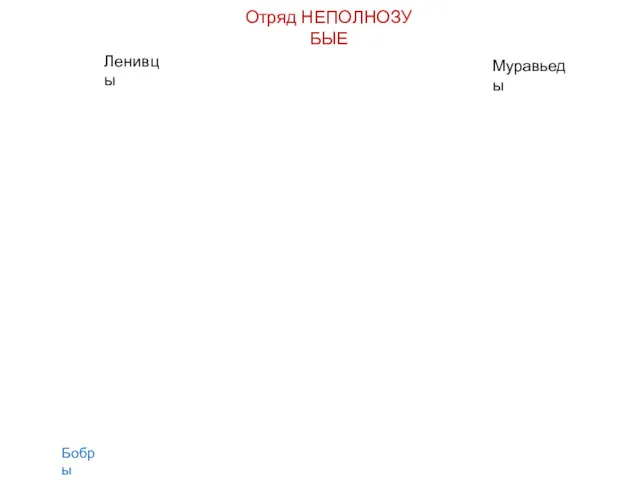 Бобры Отряд НЕПОЛНОЗУБЫЕ Ленивцы Муравьеды