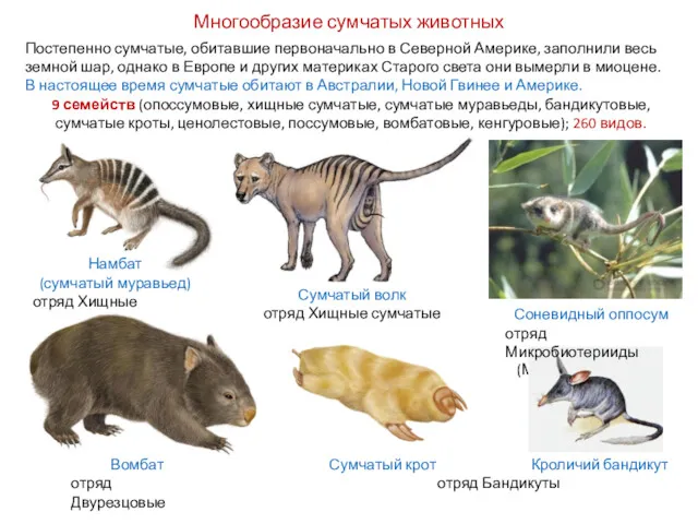 Многообразие сумчатых животных Постепенно сумчатые, обитавшие первоначально в Северной Америке,