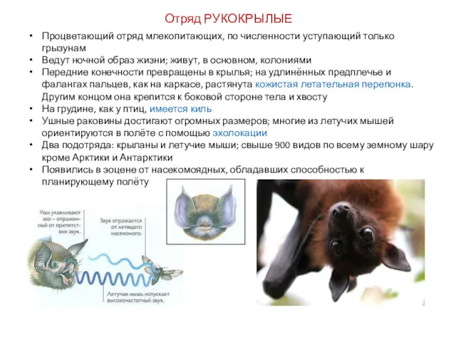 Отряд РУКОКРЫЛЫЕ Процветающий отряд млекопитающих, по численности уступающий только грызунам