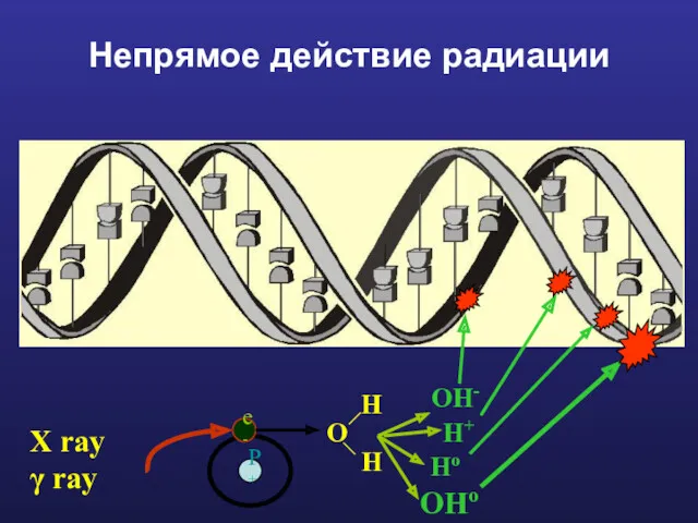 Непрямое действие радиации X ray γ ray P+ e- O H H OH- H+ Ho OHo