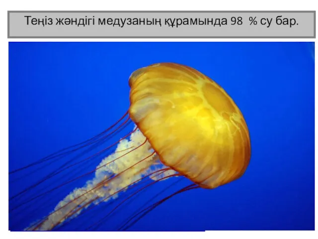 Теңіз жәндігі медузаның құрамында 98 % су бар. Микроскоппен қарағандағы су көрінісі.