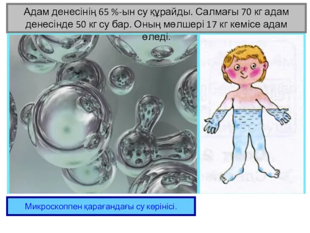 Адам денесінің 65 %-ын су құрайды. Салмағы 70 кг адам