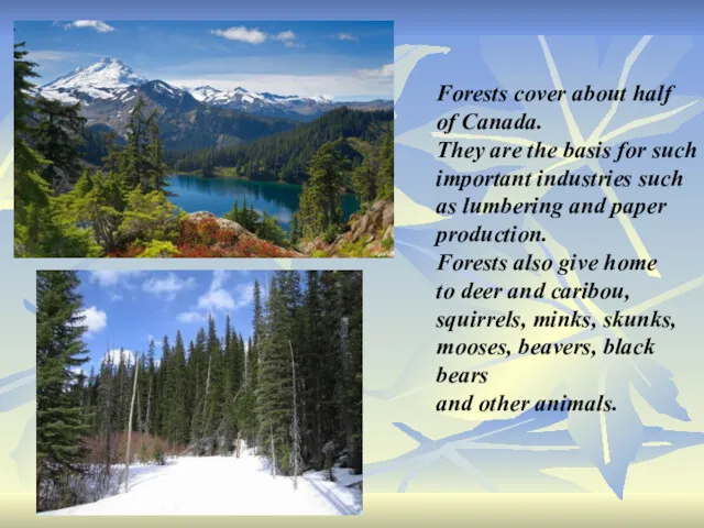 Forests cover about half of Canada. They are the basis