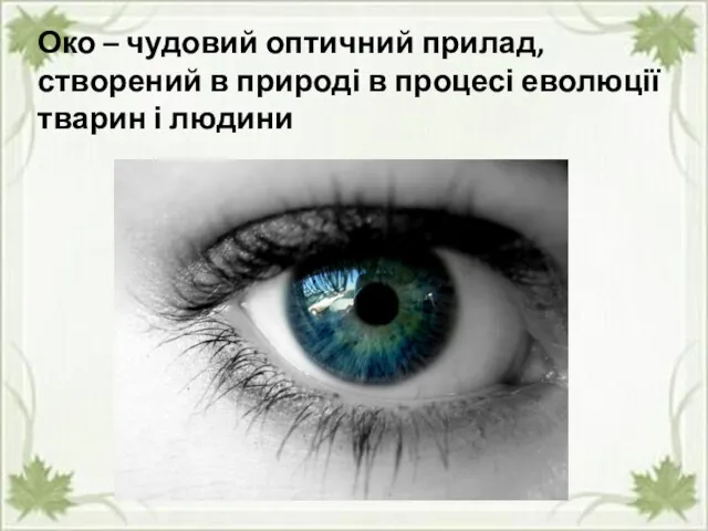 Око – чудовий оптичний прилад, створений в природі в процесі еволюції тварин і людини