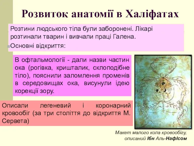 Розвиток анатомії в Халіфатах Розтини людського тіла були заборонені. Лікарі