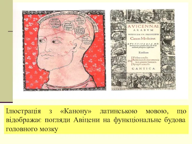 Ілюстрація з «Канону» латинською мовою, що відображає погляди Авіцени на функціональне будова головного мозку