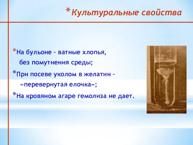 Культуральные свойства На бульоне – ватные хлопья, без помутнения среды;