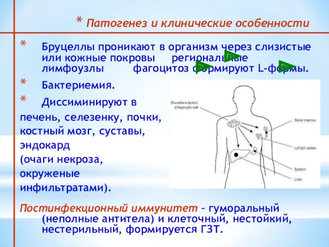 Патогенез и клинические особенности Бруцеллы проникают в организм через слизистые