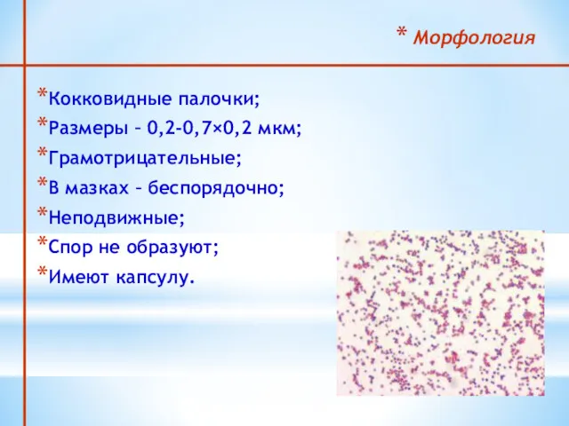 Морфология Кокковидные палочки; Размеры – 0,2-0,7×0,2 мкм; Грамотрицательные; В мазках