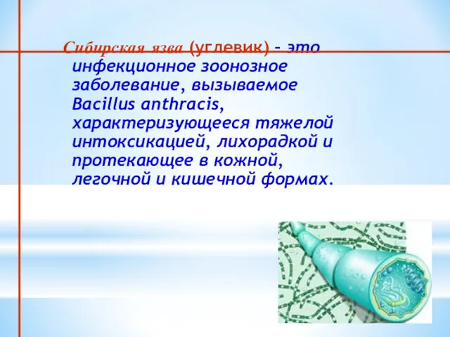 Сибирская язва (углевик) – это инфекционное зоонозное заболевание, вызываемое Bacillus