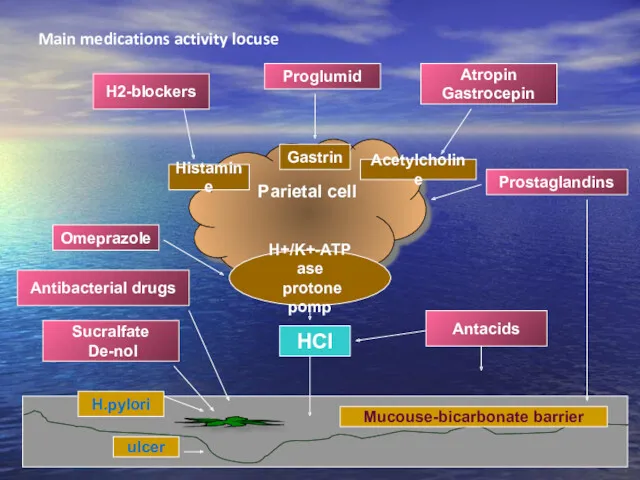 Main medications activity locuse Parietal cell Н+/K+-АТP ase protone pomp Histamine Gastrin Acetylcholine