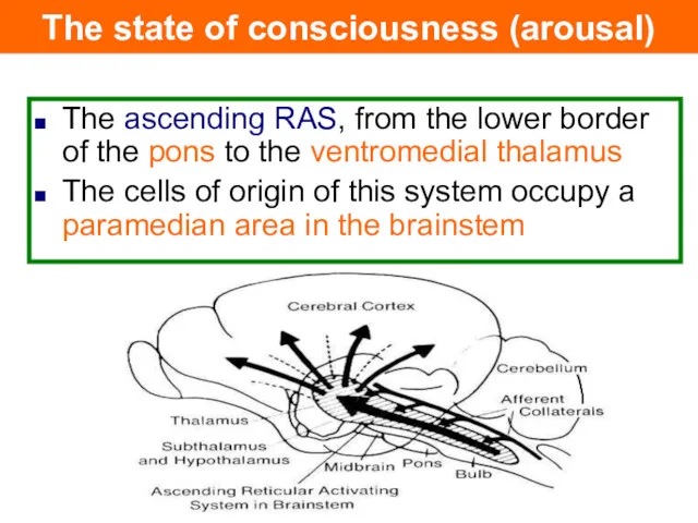 The ascending RAS, from the lower border of the pons