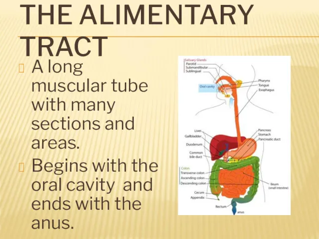 THE ALIMENTARY TRACT A long muscular tube with many sections and areas. Begins