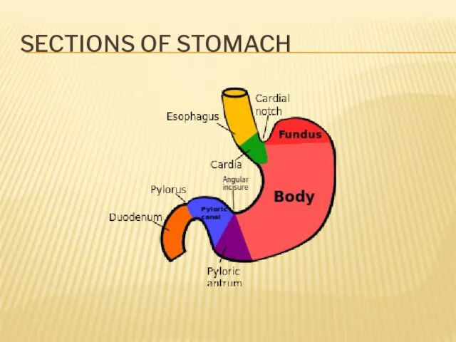 SECTIONS OF STOMACH