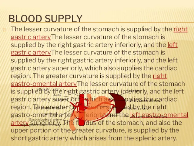 BLOOD SUPPLY The lesser curvature of the stomach is supplied