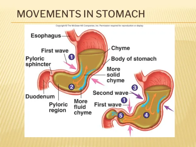 MOVEMENTS IN STOMACH