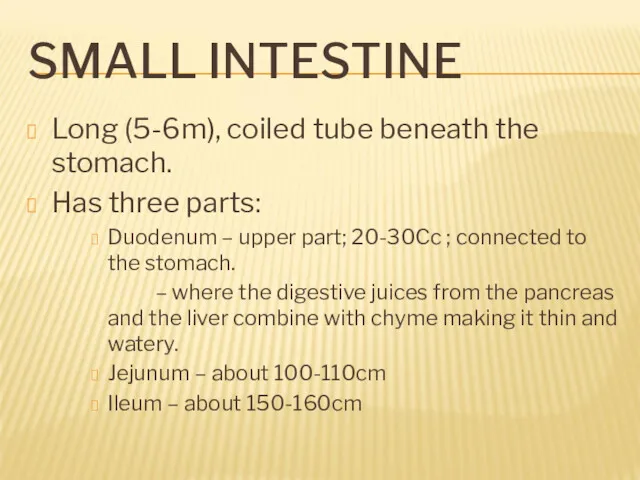 SMALL INTESTINE Long (5-6m), coiled tube beneath the stomach. Has