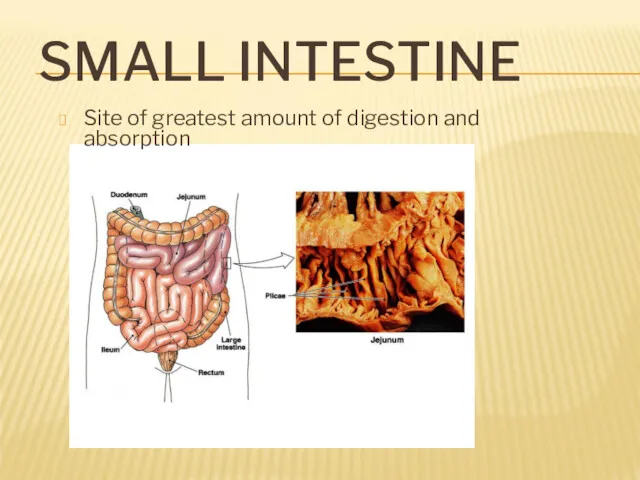 SMALL INTESTINE Site of greatest amount of digestion and absorption