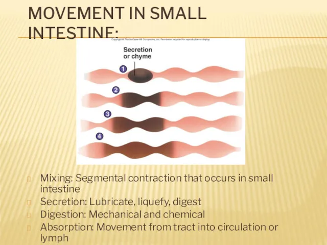MOVEMENT IN SMALL INTESTINE: Mixing: Segmental contraction that occurs in small intestine Secretion: