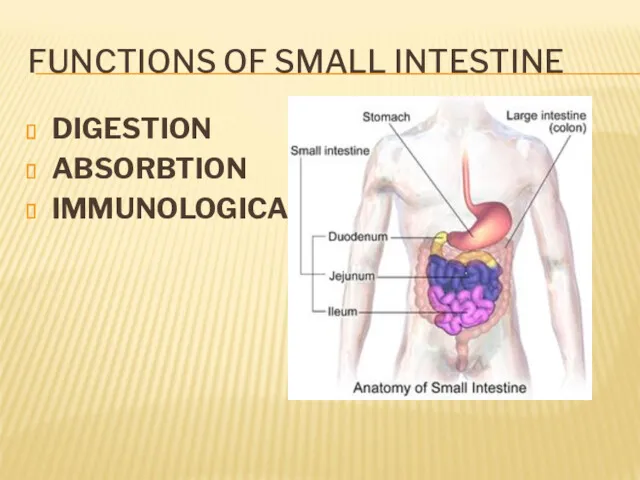 FUNCTIONS OF SMALL INTESTINE DIGESTION ABSORBTION IMMUNOLOGICAL