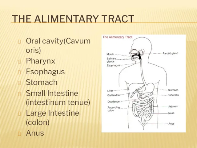THE ALIMENTARY TRACT Oral cavity(Cavum oris) Pharynx Esophagus Stomach Small Intestine (intestinum tenue)
