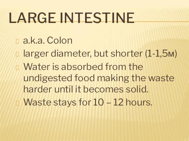 LARGE INTESTINE a.k.a. Colon larger diameter, but shorter (1-1,5м) Water is absorbed from