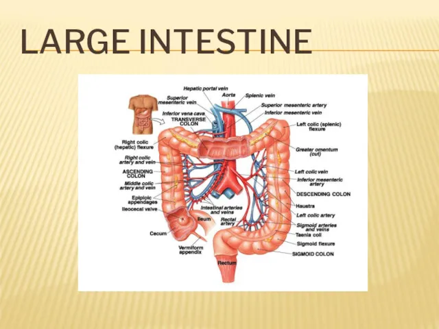 LARGE INTESTINE