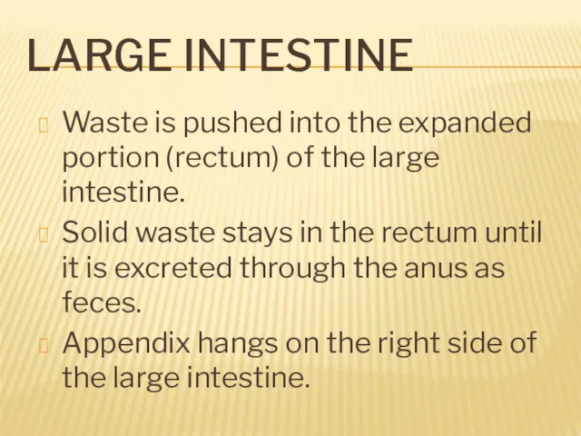 LARGE INTESTINE Waste is pushed into the expanded portion (rectum) of the large