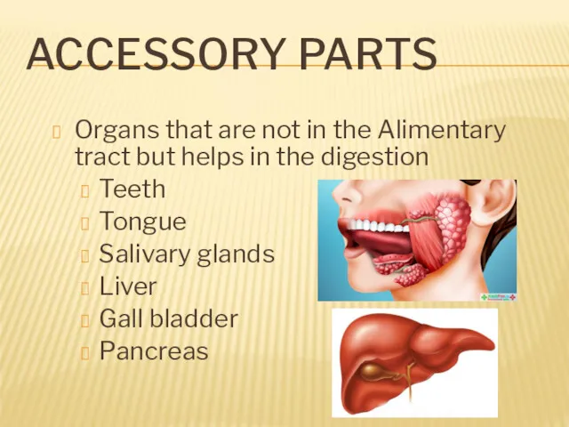 ACCESSORY PARTS Organs that are not in the Alimentary tract
